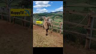 5 Top Tourist Spot Must Visit in Dalat Vietnam #shorts #dalattravel #dalatvietnam