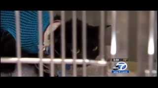Health Insurance for Pets