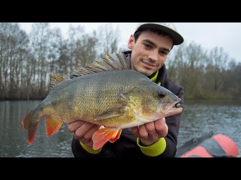 Kæmpe aborrer fra Leemslagenplas i Holland