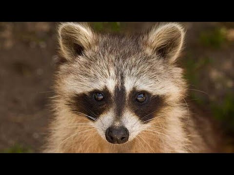 What Can You REALLY Feed Raccoons? 🦝🍎 (The Surprising Truth!)