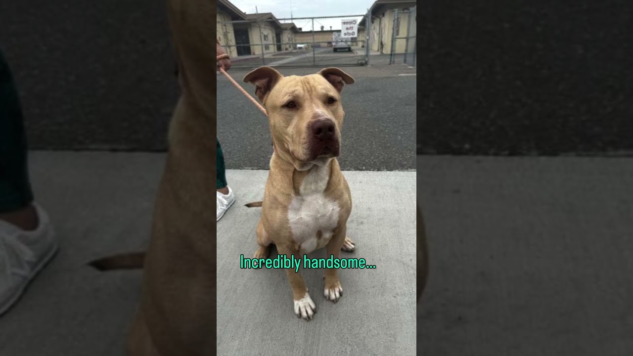 Enlarge Apollo, a Adoptable mixed breed in Oakland, CA video 5/6
