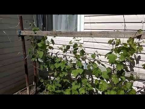 Виноград в Ленинградской области.