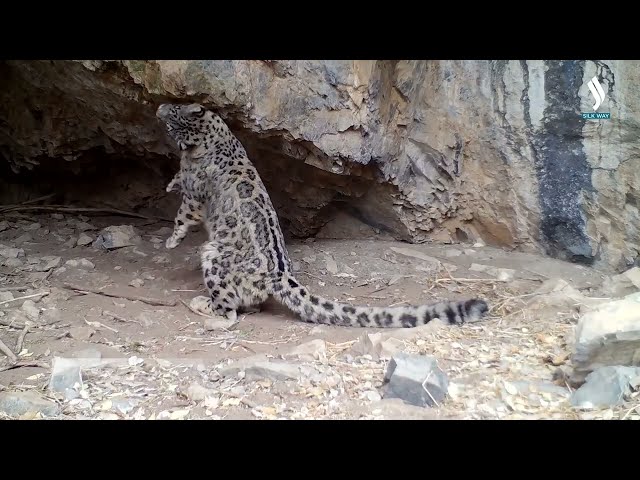 Қор барслари сунъий йўлдош орқали кузатиб борилади