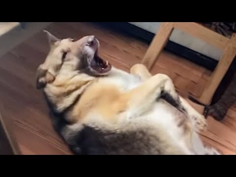 Berger allemand réaction soudaine pour entendre son mot préféré🤣 drôle de chien vidéo