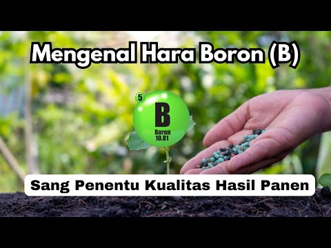 Mengenal Unsur Hara Boron (B): Si Kecil yang Menentukan Hidup Tanaman!