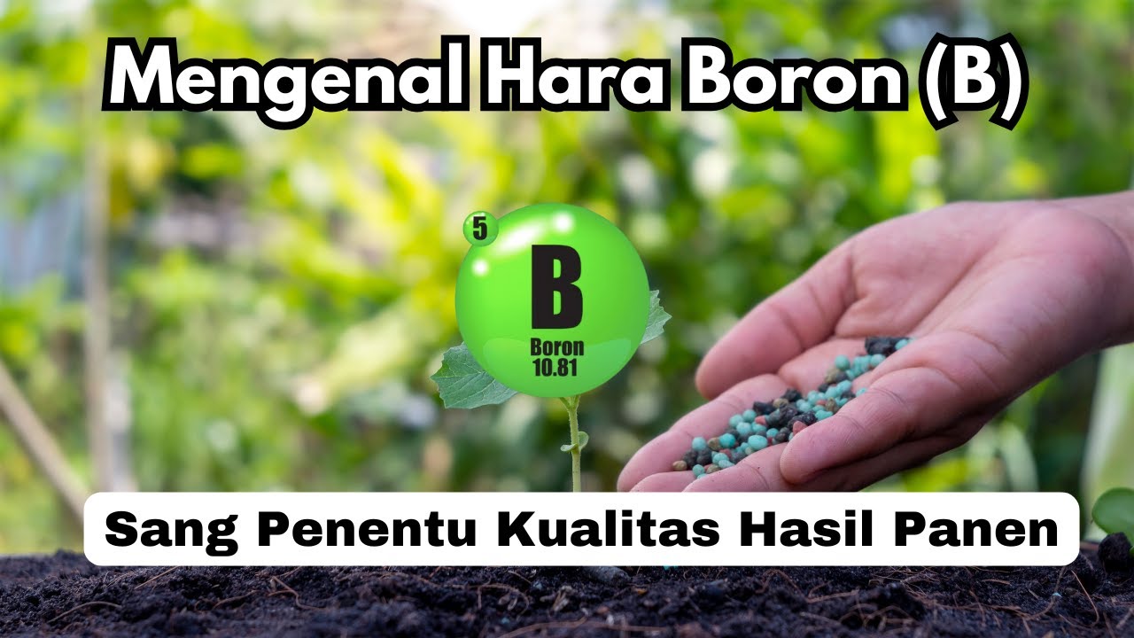 Mengenal Unsur Hara Boron (B): Si Kecil yang Menentukan Hidup Tanaman!