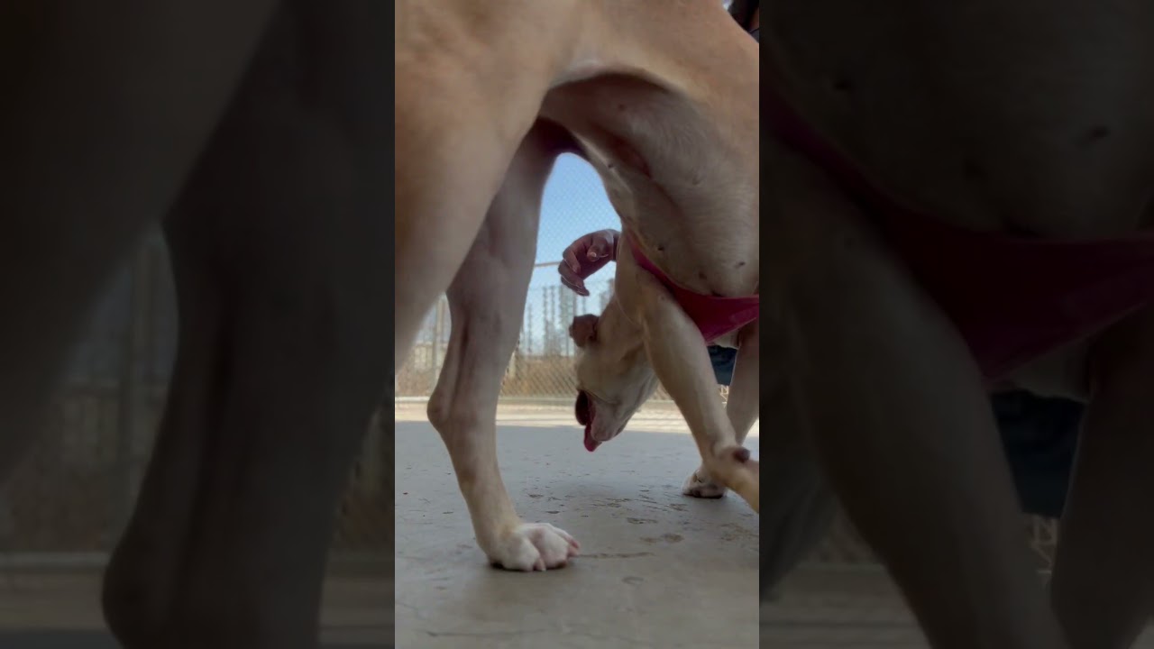 Sophia -- URGENT! LONGTIME RESIDENT!, an adoptable Staffordshire Bull Terrier in Thousand Oaks, CA video 2/2