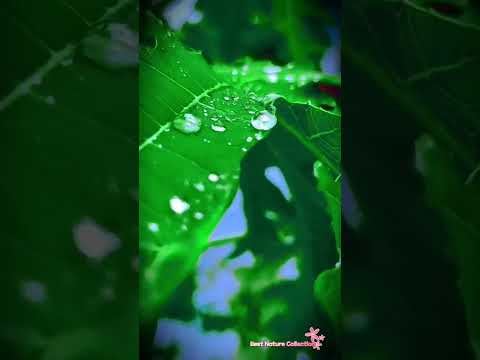 INSTAGRAM Viral Photography | NATURE PHOTOGRAPHY TIPS FOR MOBILE | NATURE PHOTOGRAPHY IDEAS