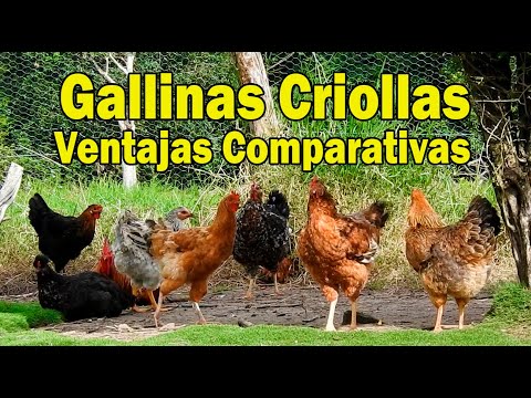 , title : 'GALLINAS CRIOLLAS VENTAJAS COMPARATIVAS FRENTE A LA  LINEA COMERCIAL'