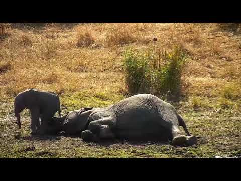 Djuma: Elephant's nap is over says the wee one and another teen - 10:44 - 07/10/21