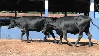 Vídeo 198 - 1ª ETAPA MEGA LIQUIDAÇÃO TOTAL AGROPECUÁRIA MARAJOARA - DIA 4 | GADO GIROLANDO E HOLANDÊS