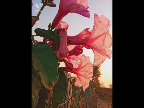 🖤PHOTOGRAPHY BY PRASOON 📷🖤