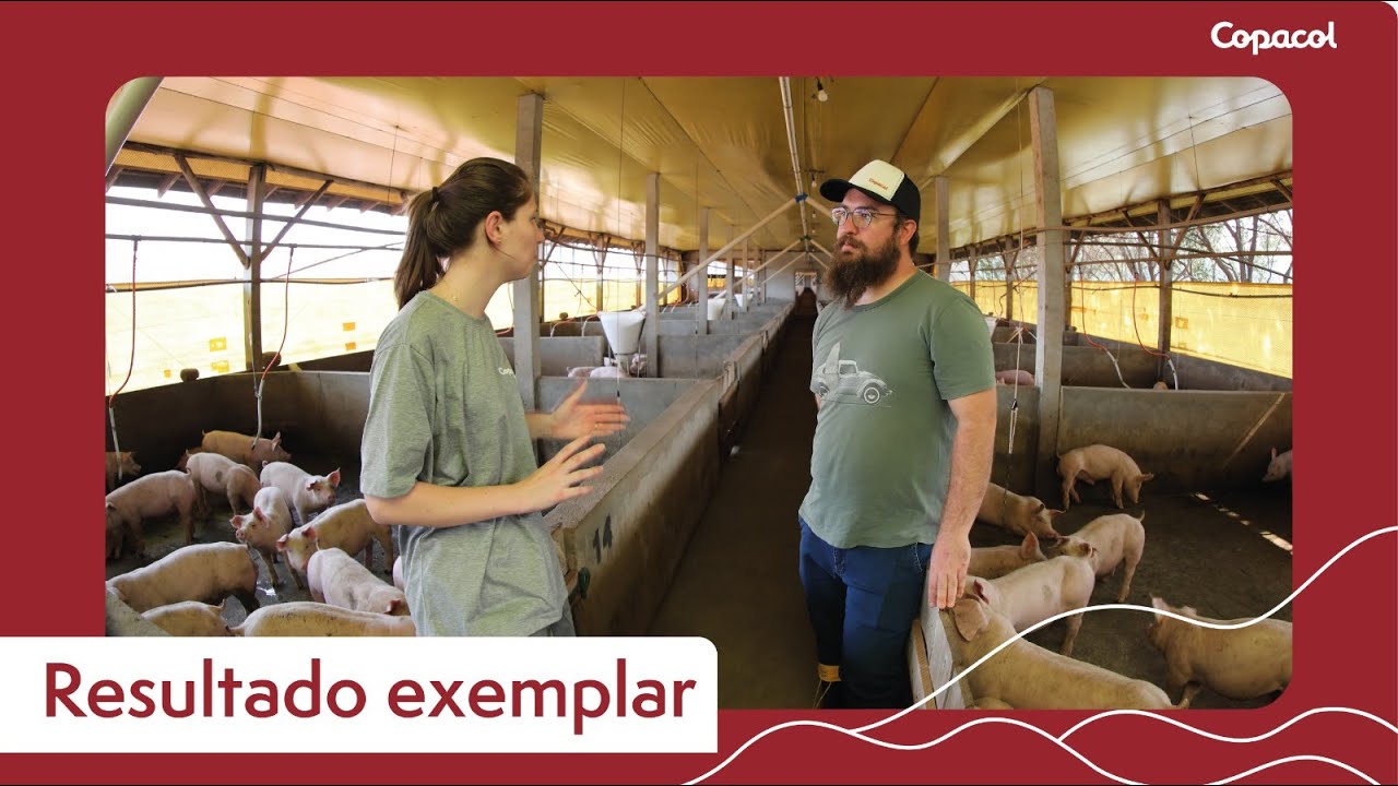 Como obter bons resultados na suinocultura?