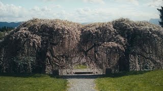 Nature | Lumix S5 | Blazar Remus Anamorphic