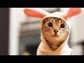 EASTER BUNNY Kitty - YouTube