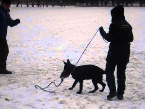 Perla z Cagova ráje 4.měsíce obrana