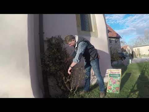 Der perfekte Rosenschnitt - Tipps vom Gartenprofi Rolf Dürr