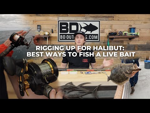 Rigging up for Halibut: Best Ways to Fish a Live Bait