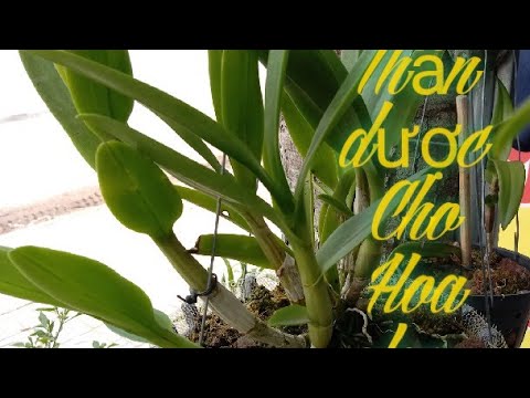 , title : 'Tưới dịch chuối tốt cho hoa lan /Ba Tây TV//Watering bananas is good for orchids /Ba Tay TV'