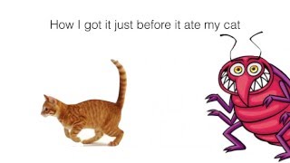 Creepy Dead Bug by Trout Fishing In America