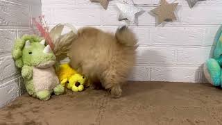 ポメラニアンの動画01