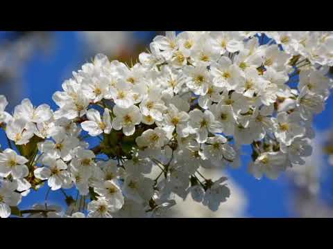 Opwekking 265 Groot is de Heer en machtig in sterkte