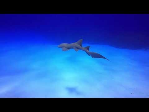 Unbelievable dive to Bloody Bay Wall in the Cayman Islands. #scubadiving #caymanisland