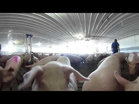 Stockyards 360 - Swine Operation