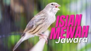 Download lagu CENGKOK MEWAH FAVORITE JURI LOMBA! MASTERAN KENARI ISIAN BLACKTHROAT GACOR DURASI PANJANG PARA JUARA mp3