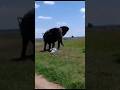 Elephants Blow Trumpet Loud To Welcome And Protect A Newborn