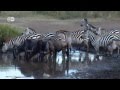 Saving The Serengeti Short Version Global Ideas