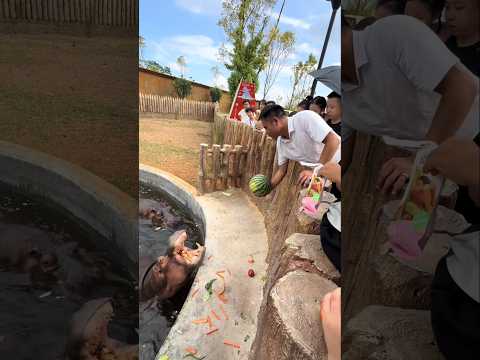 This Hippo Really Wanted That Watermelon 🥹🍉