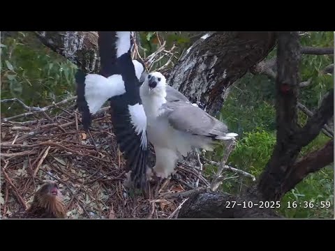 Sea-EagleCAM ~ Lady Feeds SE36 Breakfast & Dinner! Currawongs Swoop! SE36 Wingercising! 2025 Oct 27