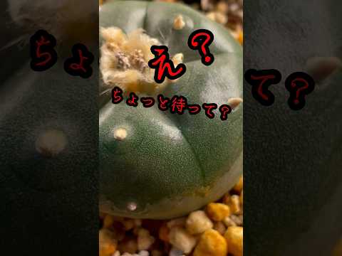 水やりサボテン多肉植物オリジナルアイデアDIY自家製アレンジメント多肉植物