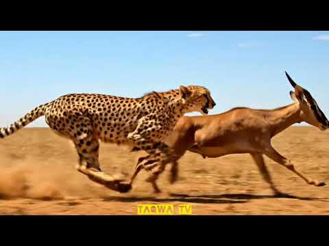 Animals rescue fight | animal new video 2025 | taqwa tv