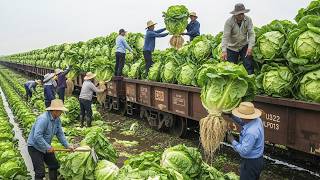 Safra 2026 Em Alta Velocidade: Frutas E Vegetais Chegando Em Ritmo Incrível A Cada Minuto