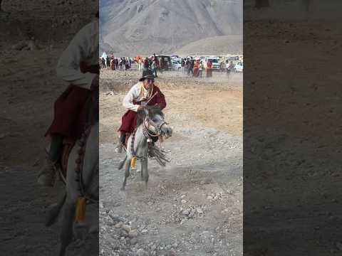 stubborn #horse dropped the rider #himalayas #ladakh #youtubeshorts #nevergiveup r