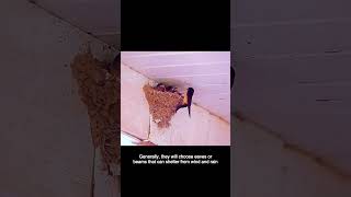 Download lagu Burung layang-layang tidak bersarang di semua rumah, jadi bagaimana cara mereka memilihnya? #Hewan #Alam #DuniaHewan mp3 Download lagu Burung layang-layang tidak bersarang di semua rumah, jadi bagaimana cara mereka memilihnya? #Hewan #Alam #DuniaHewan mp3