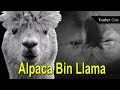 Are Alpacas Evil? The Truth About The Terrorists In ...