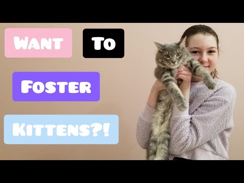 HOW TO CONVINCE YOUR PARENTS TO LET YOU FOSTER KITTENS!