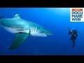 Documentario Jacques Cousteau Il Grande Squalo Bianco La Grande Avventura Del Mare