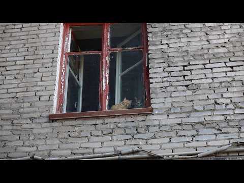 Кошачий притон устроили в многоквартирном доме Бийска ("Будни", 11.06.26г., Бийское телевидение)