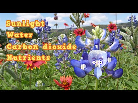 What are the basic needs of plants? For kids!