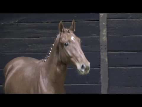 2016 gelding cornets diamond ( cornet obolensky) x legaat for sale