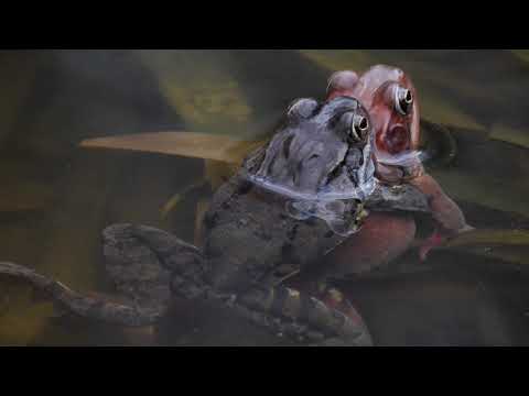 ANFIBI straordinarie creature youtube