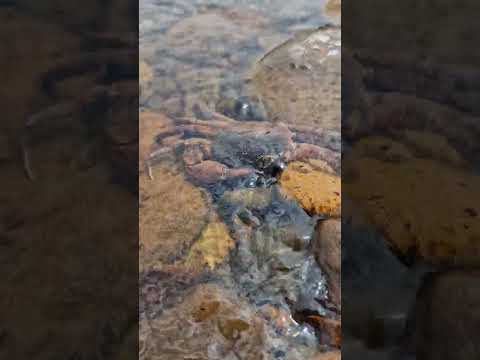 Caranguejo do Rio Ivaí - Guaporema, Paraná.