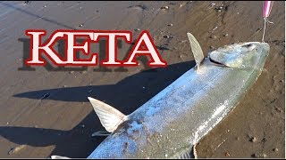 На что клюет кета в охотском