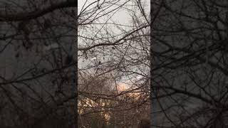 topi-su-alberi-del-terminal-riunione-operativa-al-comune