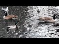 Noisy Seagulls Invading The Peaceful Pond Part 2