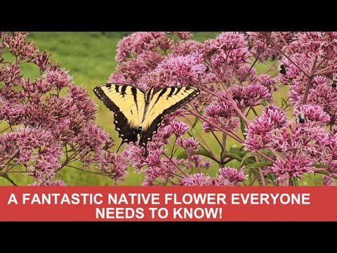Joe Pye Weed! Five things you need to know!